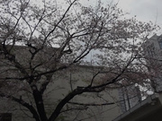 [YMDD-351] おじさん、あそぼ ～1日だけのわるい子～ 菜月ひかる - 1of5