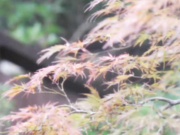 [SDDE-328] 「常に性交」温泉旅館 3 団体様向け生ハメ中出し乱交ご宿泊プラン 180分SP【破解】 - 1of5