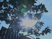 [SUJI-266] パイパン貧乳いもうと調教日記～夏休み起きた禁断兄妹中出し近親相姦～ゆうか 市井結夏 - 1of5